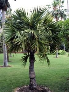 palmės